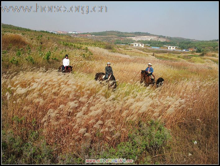 青岛登程马场高薪诚聘马术教练