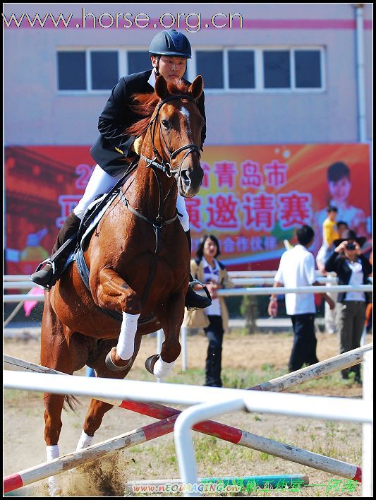 青岛登程马场高薪诚聘马术教练