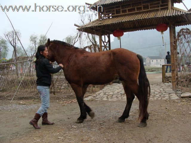 转让马1.5万，南京