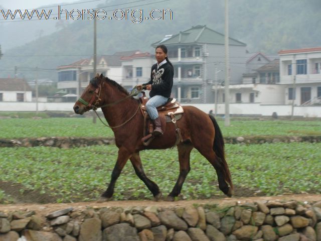 转让马1.5万，南京