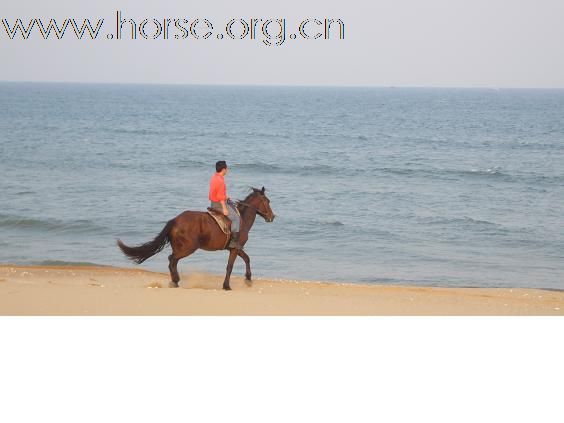 大家有知道海边骑马的吗？