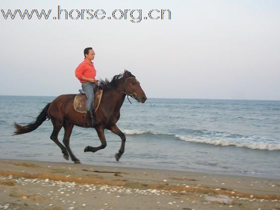大家有知道海边骑马的吗？