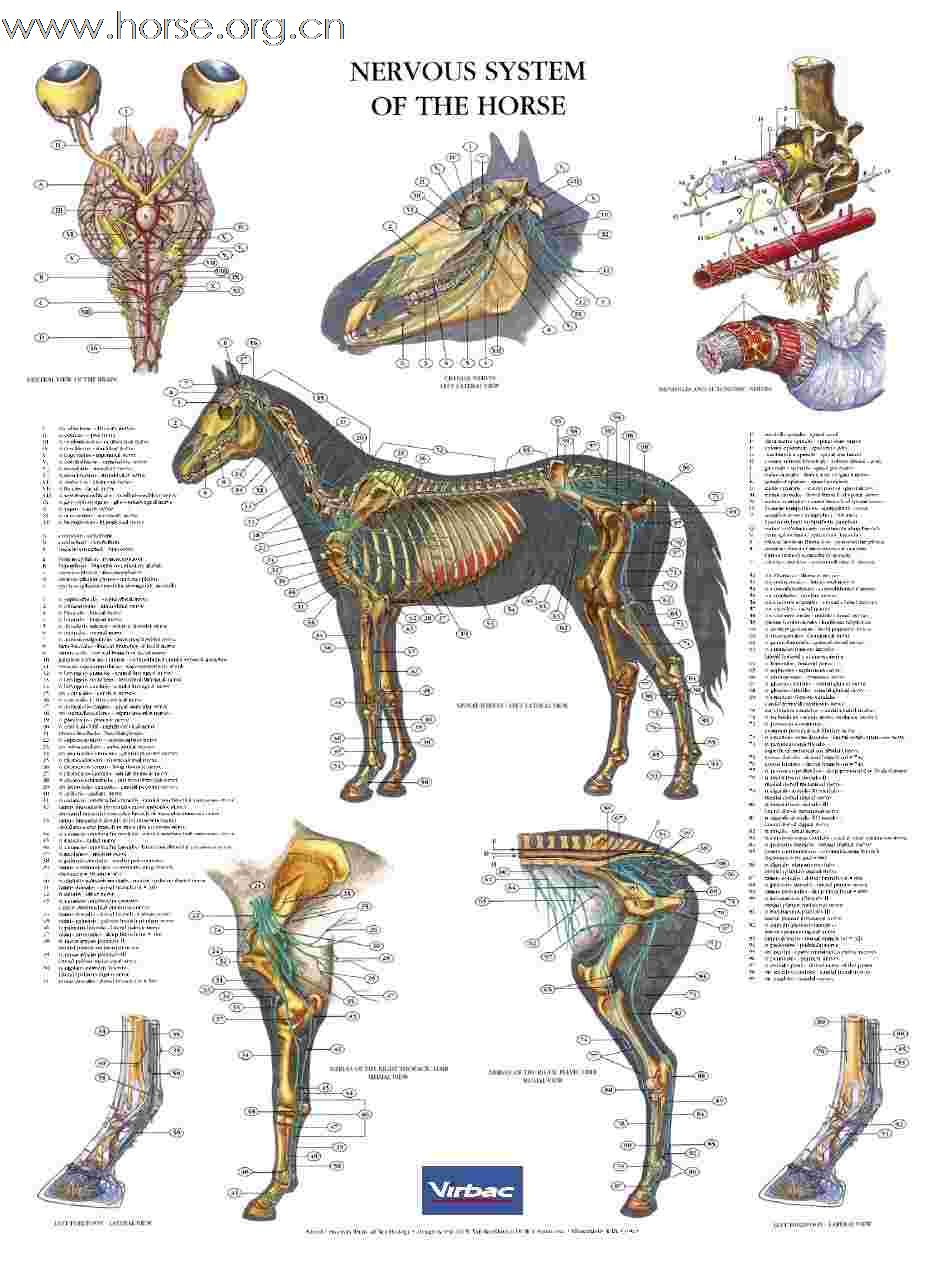 马体解剖图，只是。。。。
