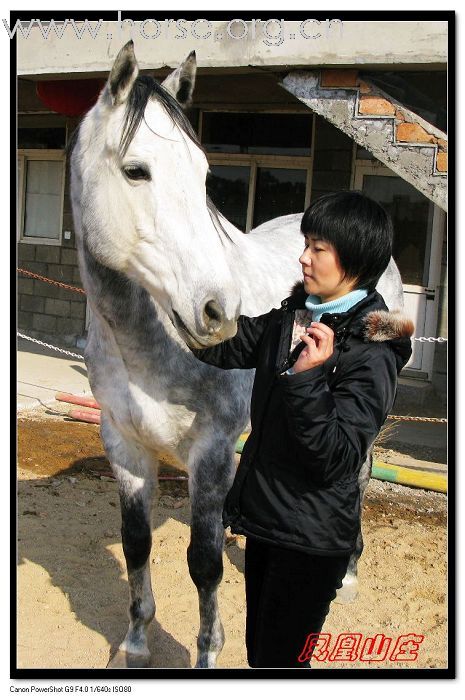 [贴图]凤凰山庄观纯血............