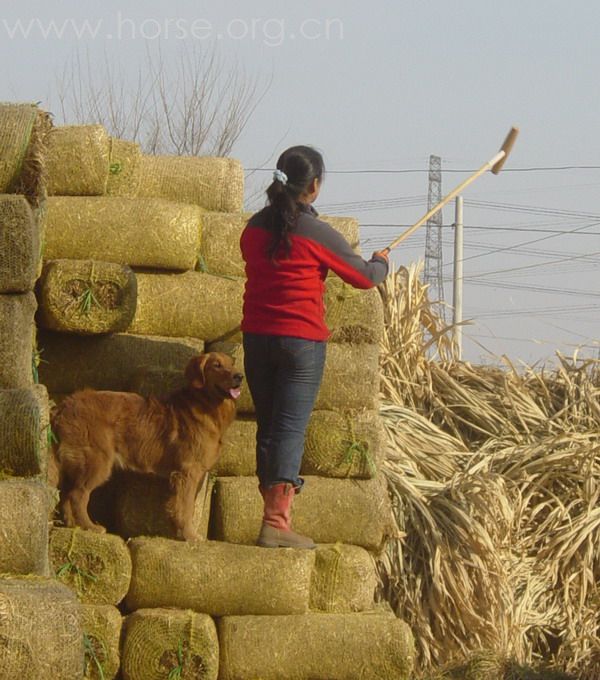 [贴图]2008德龙马球初体验