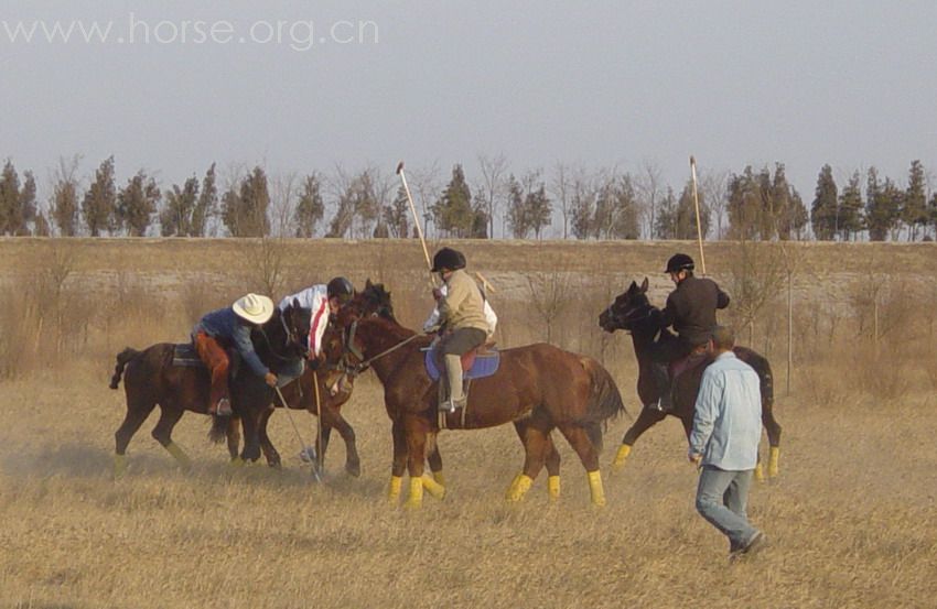 [贴图]2008德龙马球初体验