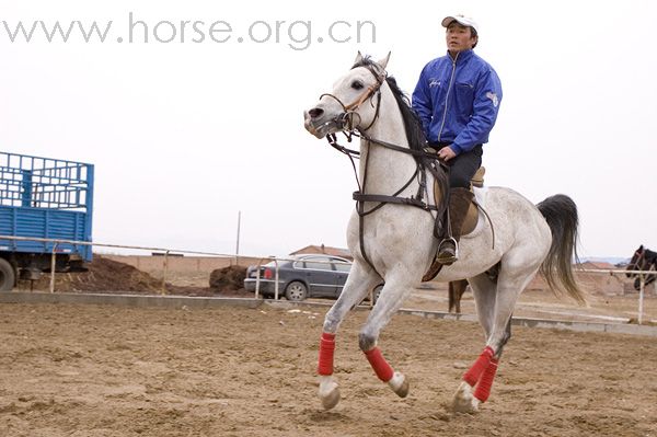 2008环湖拍的阿拉伯马和阿哈马