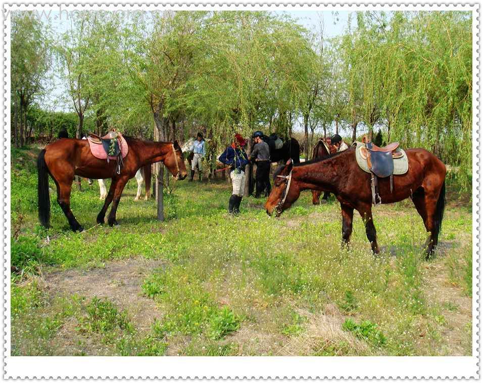 [贴图]４月２６日在青岛登程马术俱乐部的骑马生活实拍