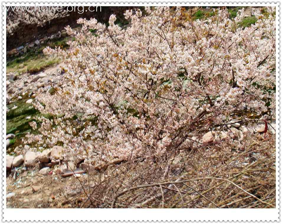 山东马友再聚青岛凤凰山庄周年庆--穿越崂山骑游记(更新中)