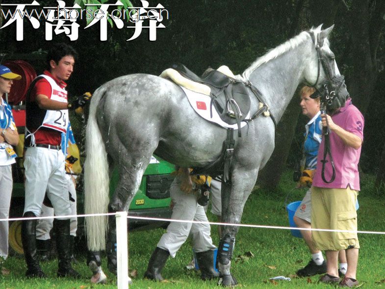 第29届奥运会马术比赛香港猎影