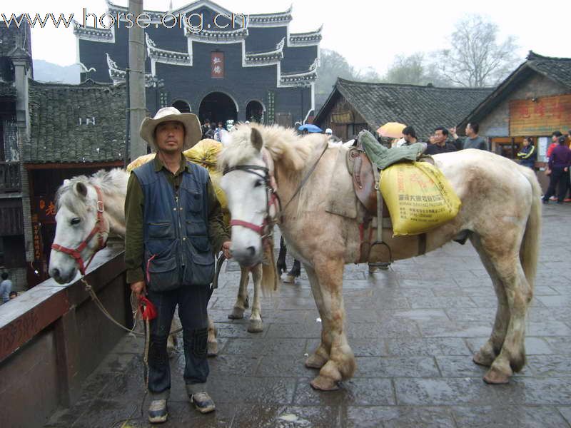 热烈祝贺“走马中国”迎奥运活动圆满成功！