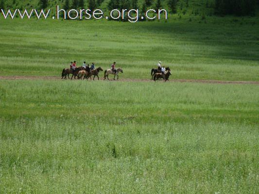 青岛凤凰马术７月草原之旅采风