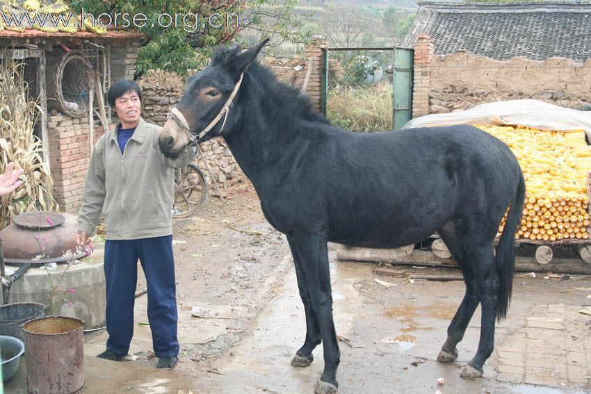 出售：超可爱小马驹儿 + 10个月 + 背高1.50米 + 栗色 + 公  +坝上草原