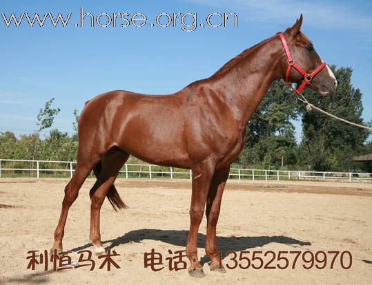 利恒马术俱乐部现有多种进口种公马。销售电话：13552579970