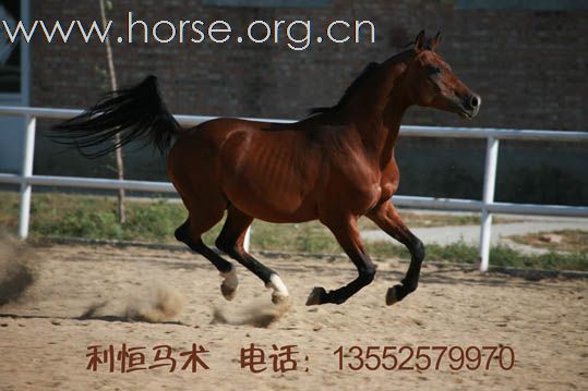 利恒马术俱乐部现有多种进口种公马。销售电话：13552579970