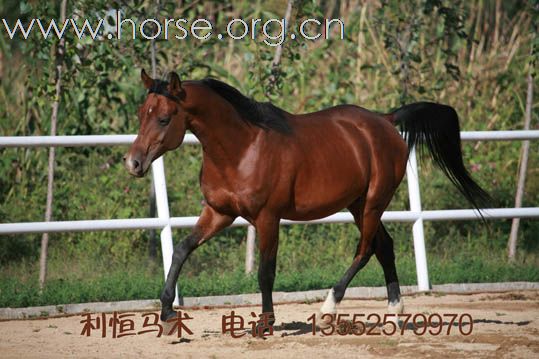 利恒马术俱乐部现有多种进口种公马。销售电话：13552579970