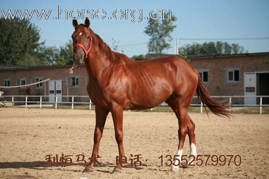 利恒马术俱乐部现有多种进口种公马。销售电话：13552579970
