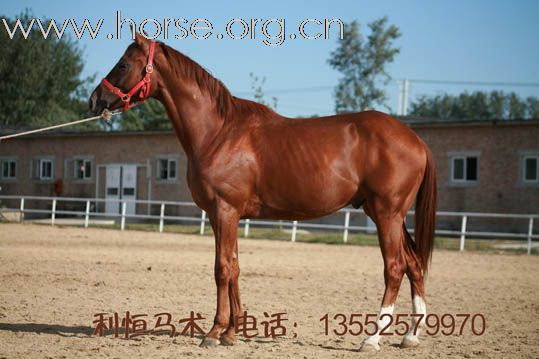 利恒马术俱乐部现有多种进口种公马。销售电话：13552579970