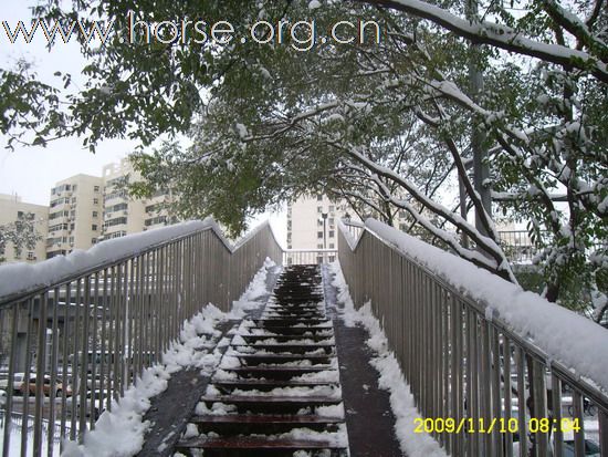 [分享]京城好大雪,瑞雪兆丰年.