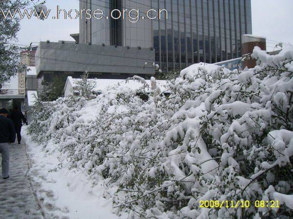 [分享]京城好大雪,瑞雪兆丰年.