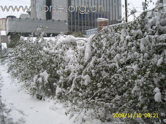 [分享]京城好大雪,瑞雪兆丰年.