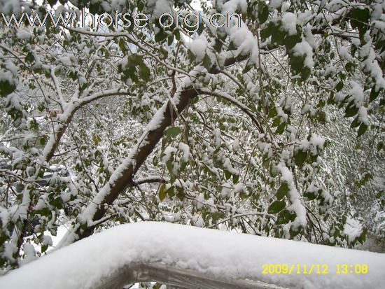 [分享]京城好大雪,瑞雪兆丰年.