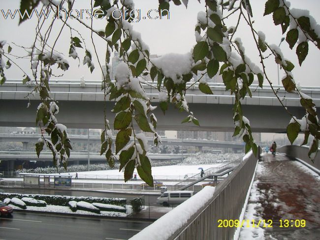 [分享]京城好大雪,瑞雪兆丰年.