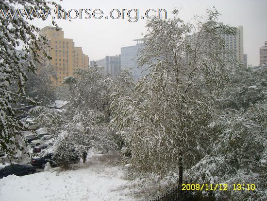 [分享]京城好大雪,瑞雪兆丰年.