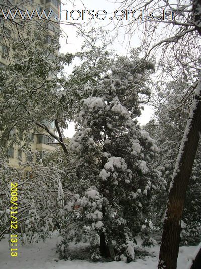 [分享]京城好大雪,瑞雪兆丰年.