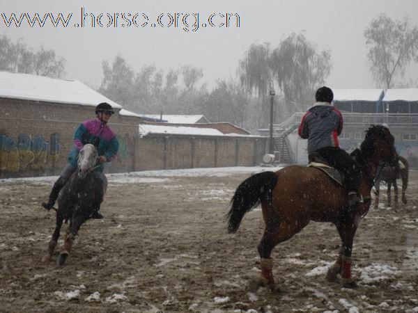 雪中健将