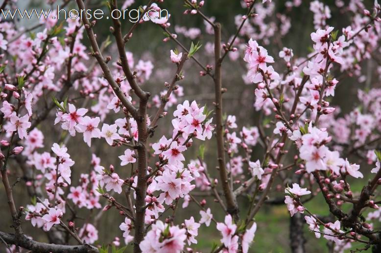 走马观花---春风吹开江南花