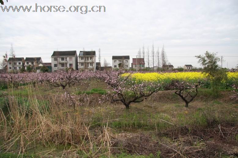 走马观花---春风吹开江南花