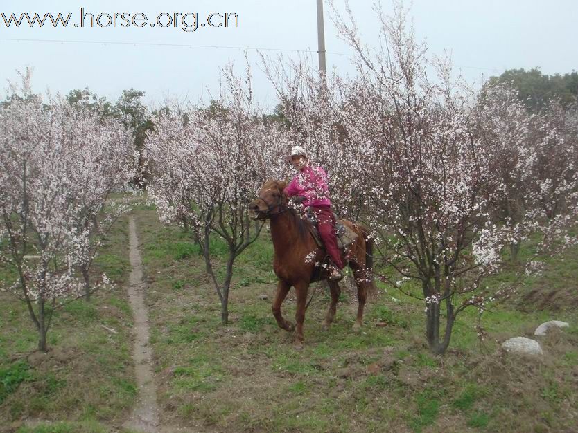 走马观花---春风吹开江南花