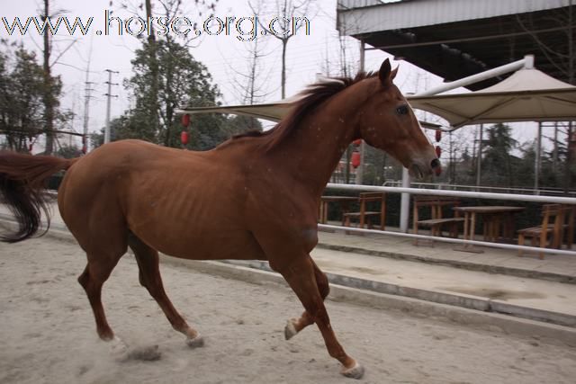 [推荐]出售纯血马（可批量）