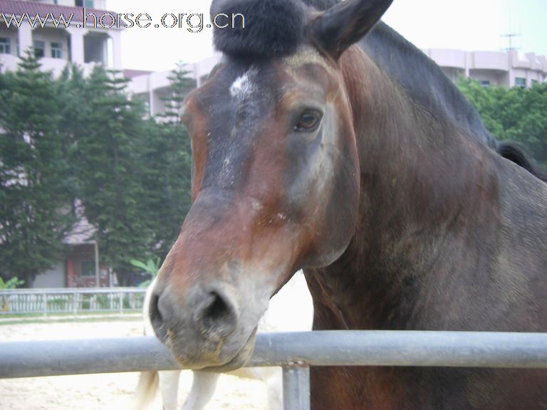 5月3日東莞大朗大有園騎馬日記