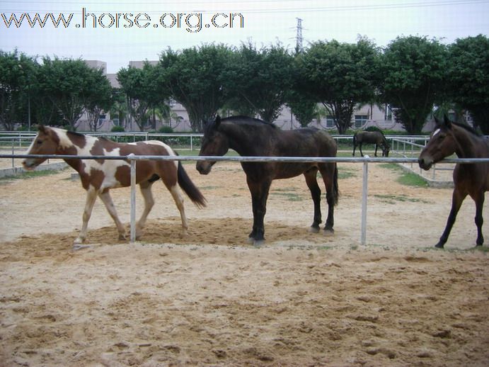 5月3日東莞大朗大有園騎馬日記