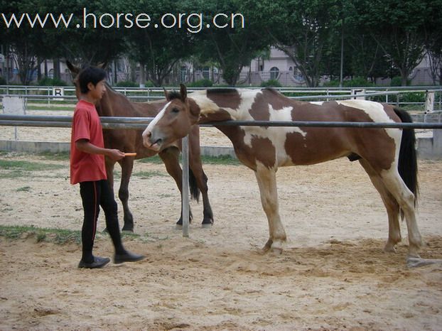 5月3日東莞大朗大有園騎馬日記