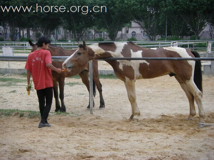 5月3日東莞大朗大有園騎馬日記