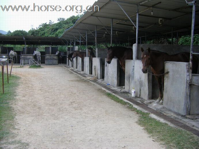 5月3日東莞大朗大有園騎馬日記