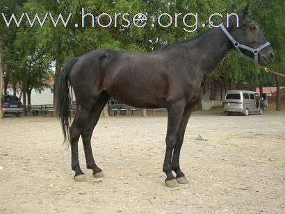 北京出售马匹最便宜的地方   好马