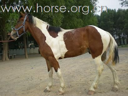 北京出售马匹最便宜的地方   好马