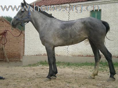 北京出售马匹最便宜的地方   好马