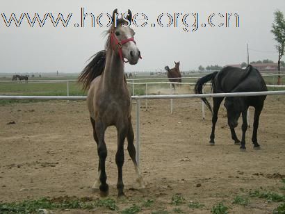 北京出售马匹最便宜的地方   好马