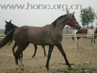 北京出售马匹最便宜的地方   好马