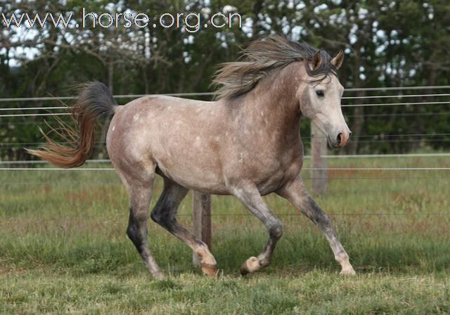 [推荐]销售纯种阿拉伯马（一）