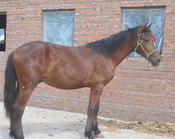 辽西  卖马啦！！！！！