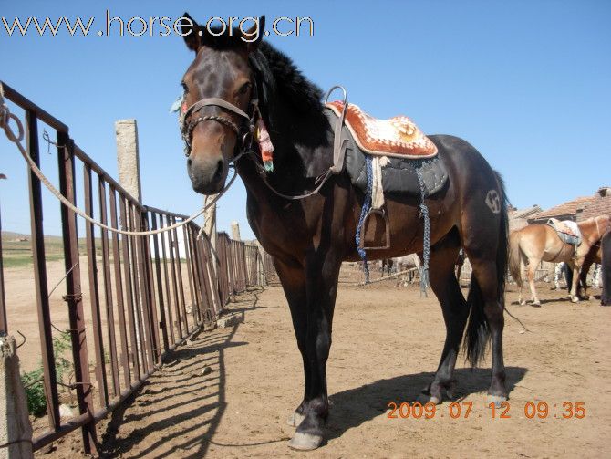 [原创]喜欢蒙古马的朋友，请来看看