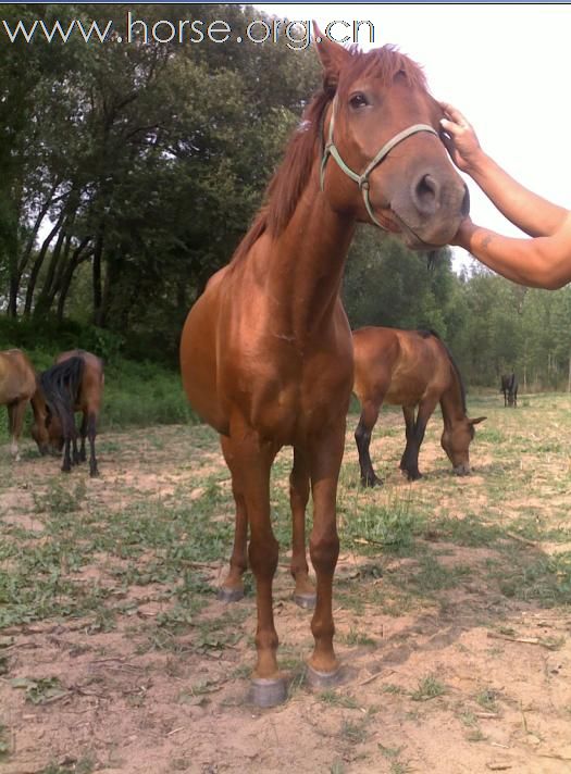 [推荐]常年出售..代养.各种马匹，价格便宜