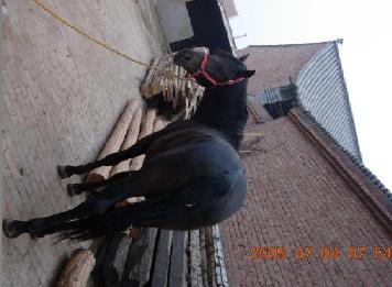 我的马儿---13716493095