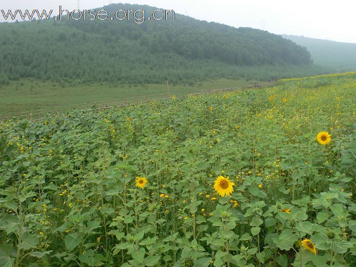 青岛马友2009坝上草原传奇之旅精美图片展